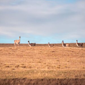 The grand journey - Image 16