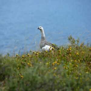 Tierra del Fuego National Park - Image 6