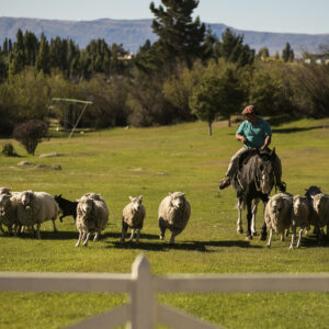 Estancia 25 de Mayo - Image 6